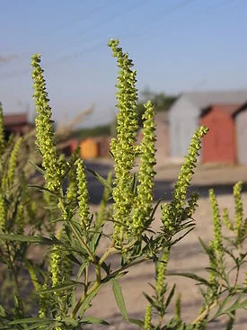 275px-Ab_plant_85.webp