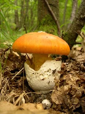 275px-Amanita_caesarea.webp