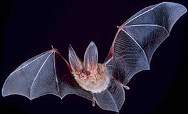 275px-Big-eared-townsend-fledermaus.jpg