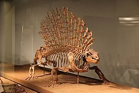 275px-Edaphosaurus.webp