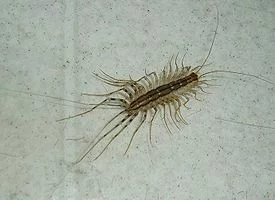 275px-House_centipede.webp