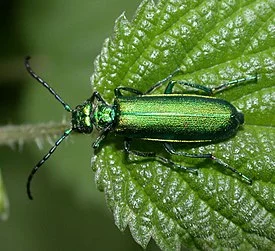 275px-Lytta-vesicatoria.webp