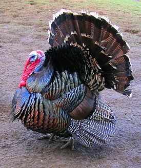 275px-Male_north_american_turkey_supersaturated.jpg