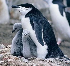 275px-Manchot_01.webp