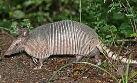 275px-Nine-banded_Armadillo.webp