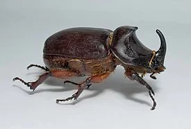 275px-Oryctes_nasicornis_20090810_1.webp