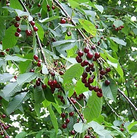 275px-Prunus_avium_fruit.webp