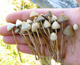 275px-Psilocybe_semilanceata.jpg