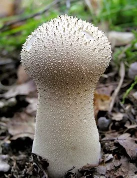 275px-Single_lycoperdon_perlatum.webp