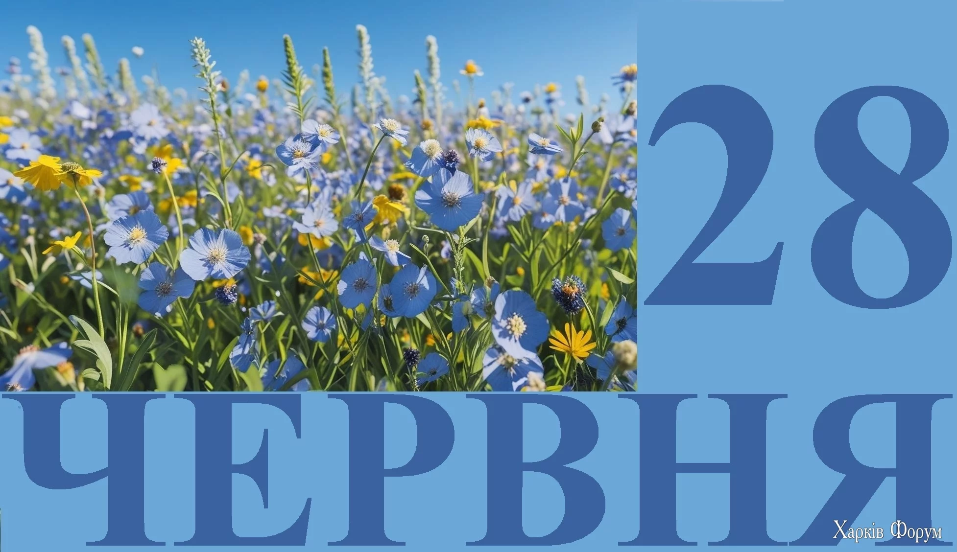 28-CHERVNYA.webp