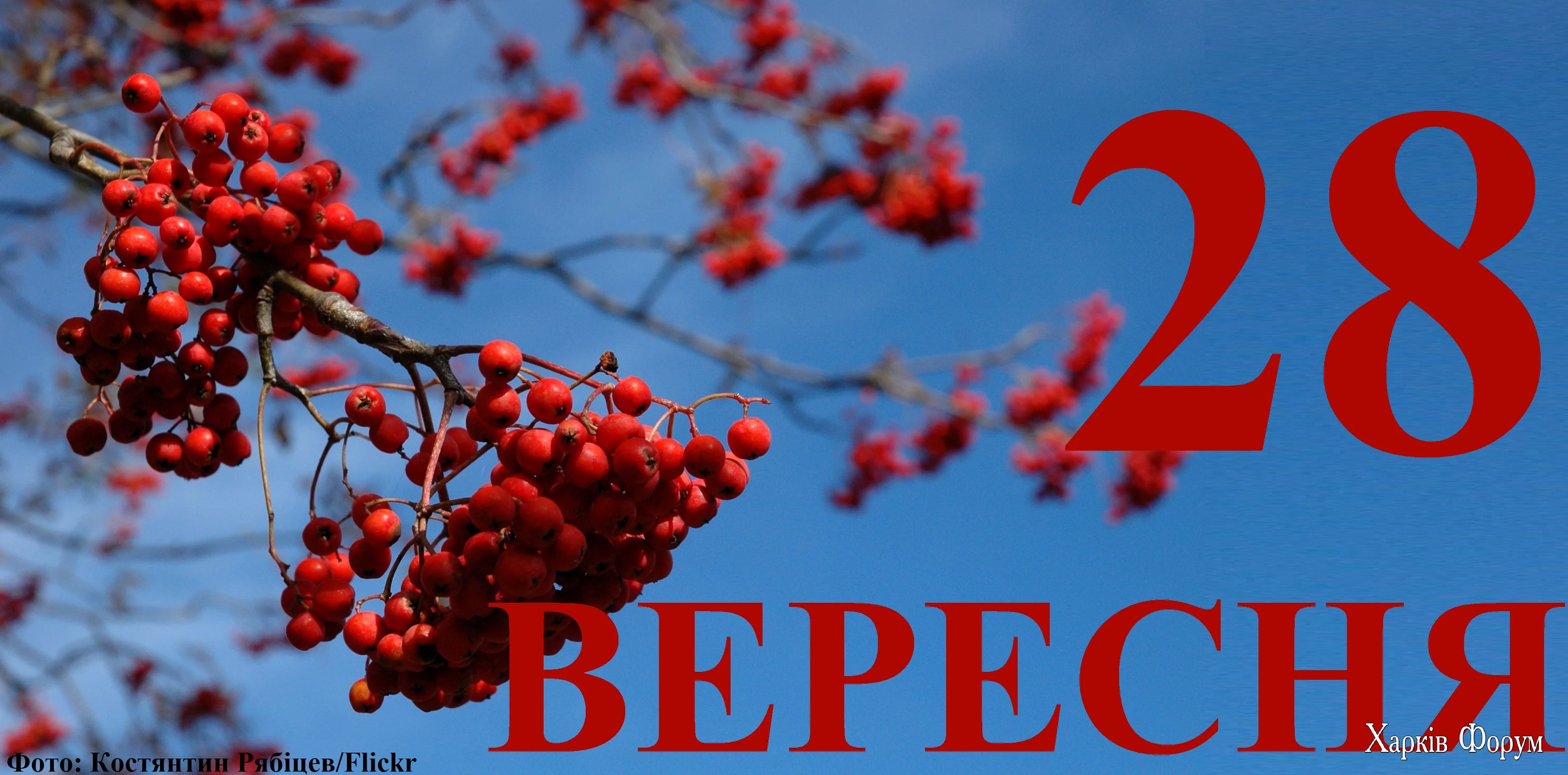 28-VERESNYA.webp