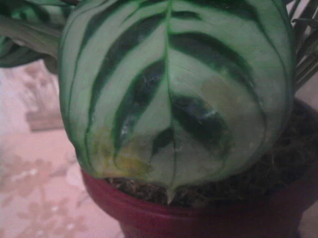 2829623_m.webp