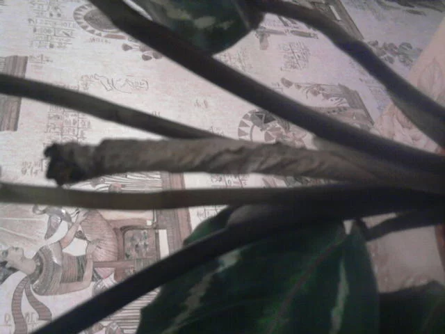 2829625_m.webp