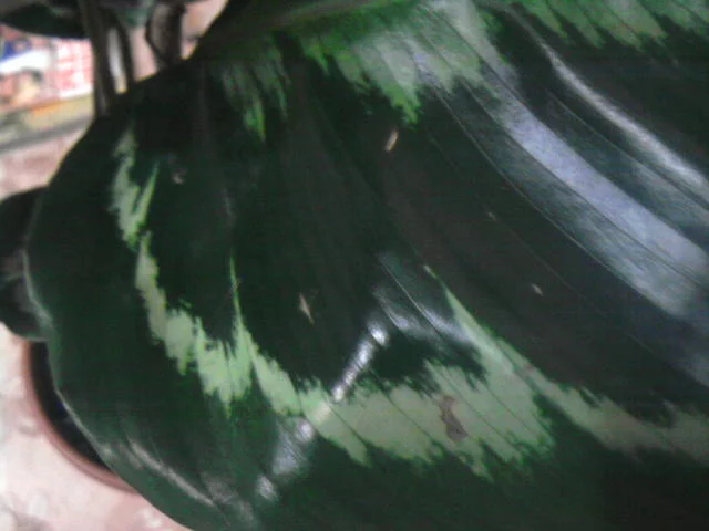 2829627_m.webp