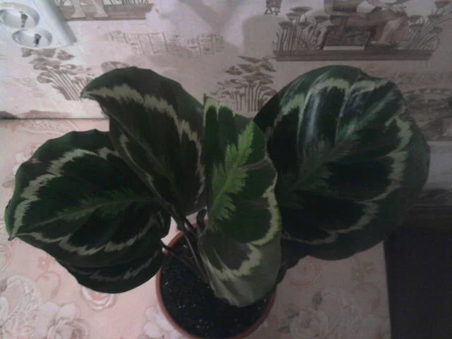 2829628_m.webp
