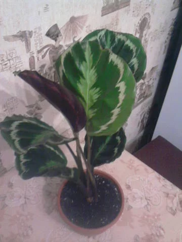 2829629_m.webp