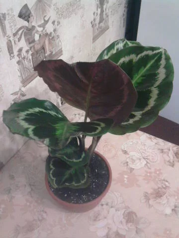 2829630_m.webp