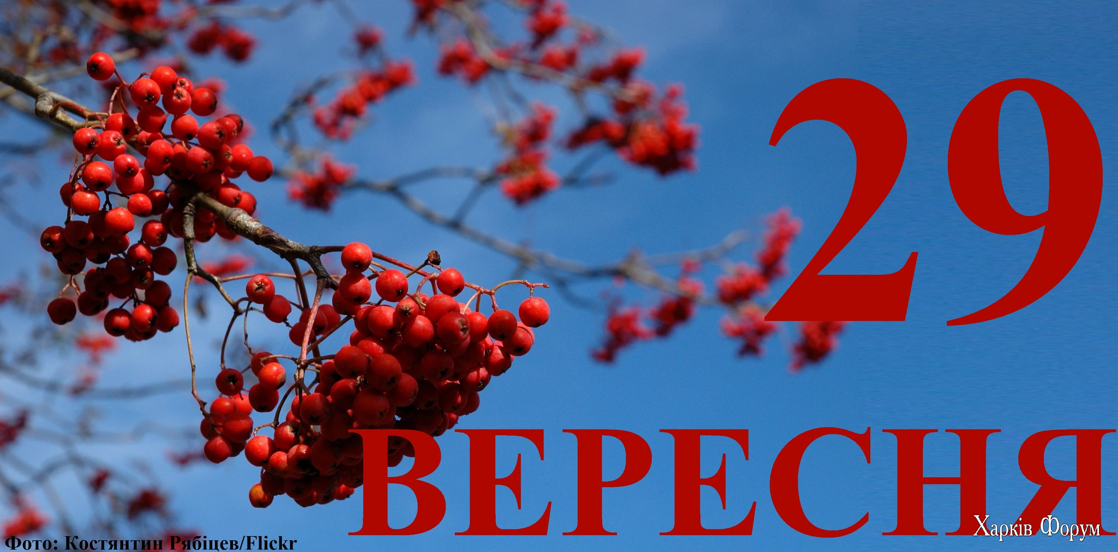 29-VERESNYA.webp