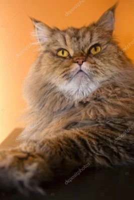 290-2900393_domestic-long-haired-cat.webp