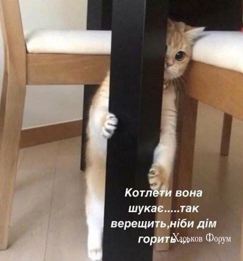 2916212d2dddf49ed3b63e.jpg