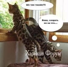 2919c19d6c002ef56b4e83c9.webp
