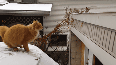 295263.gif