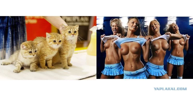 2955561.webp