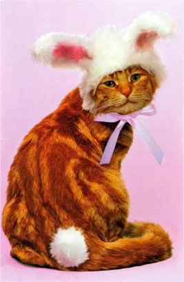 295714cat.webp