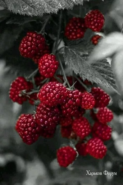 297c8c01d67178bae9e90ff8.webp