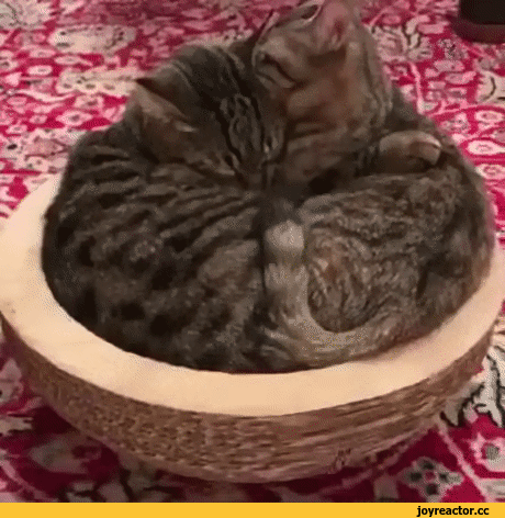 2981a9e0c70ff0f3.gif