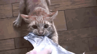 29872882b27b961422633.gif
