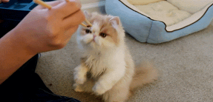 299884e3e6571a8fa2.gif