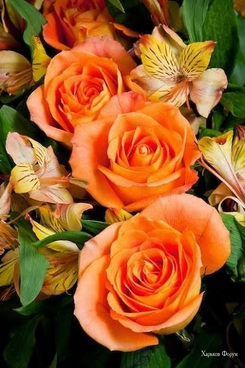 29e526becd6d99db57.webp