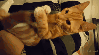 2a05978862f74e3634.gif