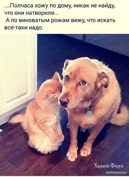 2a89e8a3b2a6f8ae17ff254b.webp