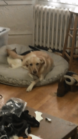 2ad2086df5b35ae34a2a.gif