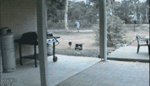 2aehcf.gif
