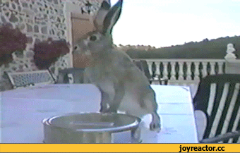 2aejjg.gif