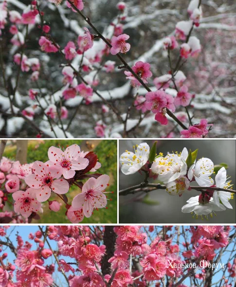 2b8133fd7267ddad.webp