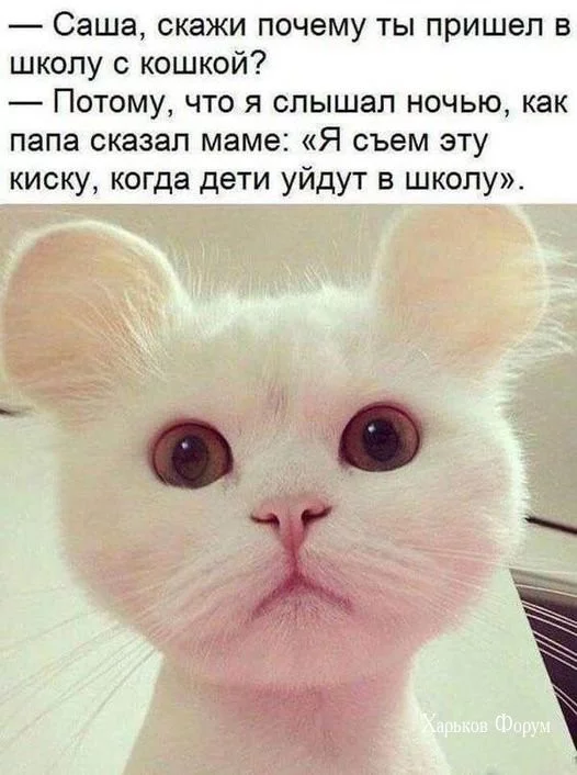 2b841b1a4b49962d8633f23.webp