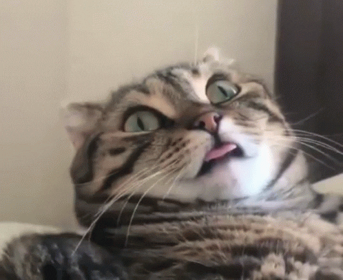 2bcd316d2ed9f04d9a6787de.gif