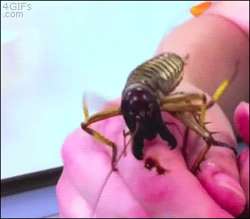 2bddab.gif