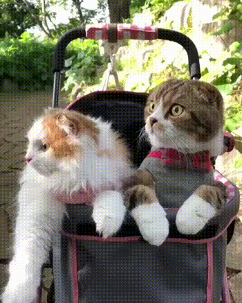 2bhbef.gif