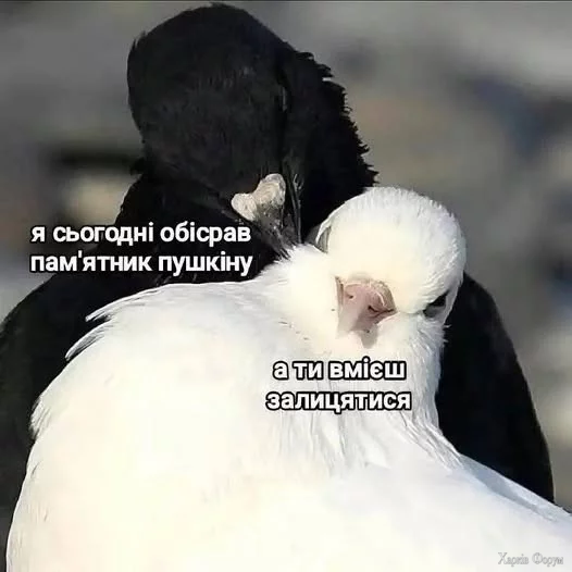 2BlBPONwaALrdJItfZxCVJm5JByDR4ikuz.webp