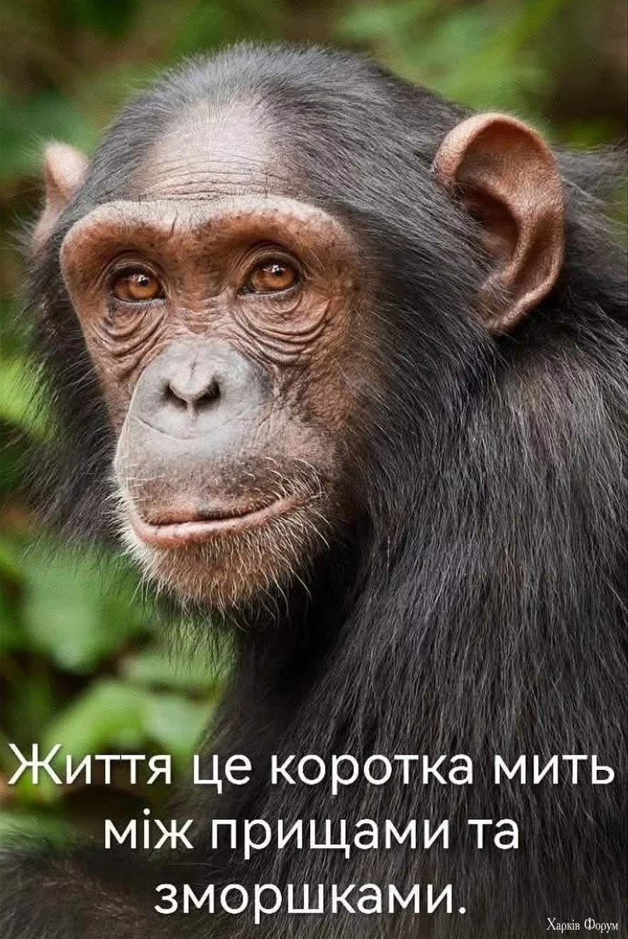 життя