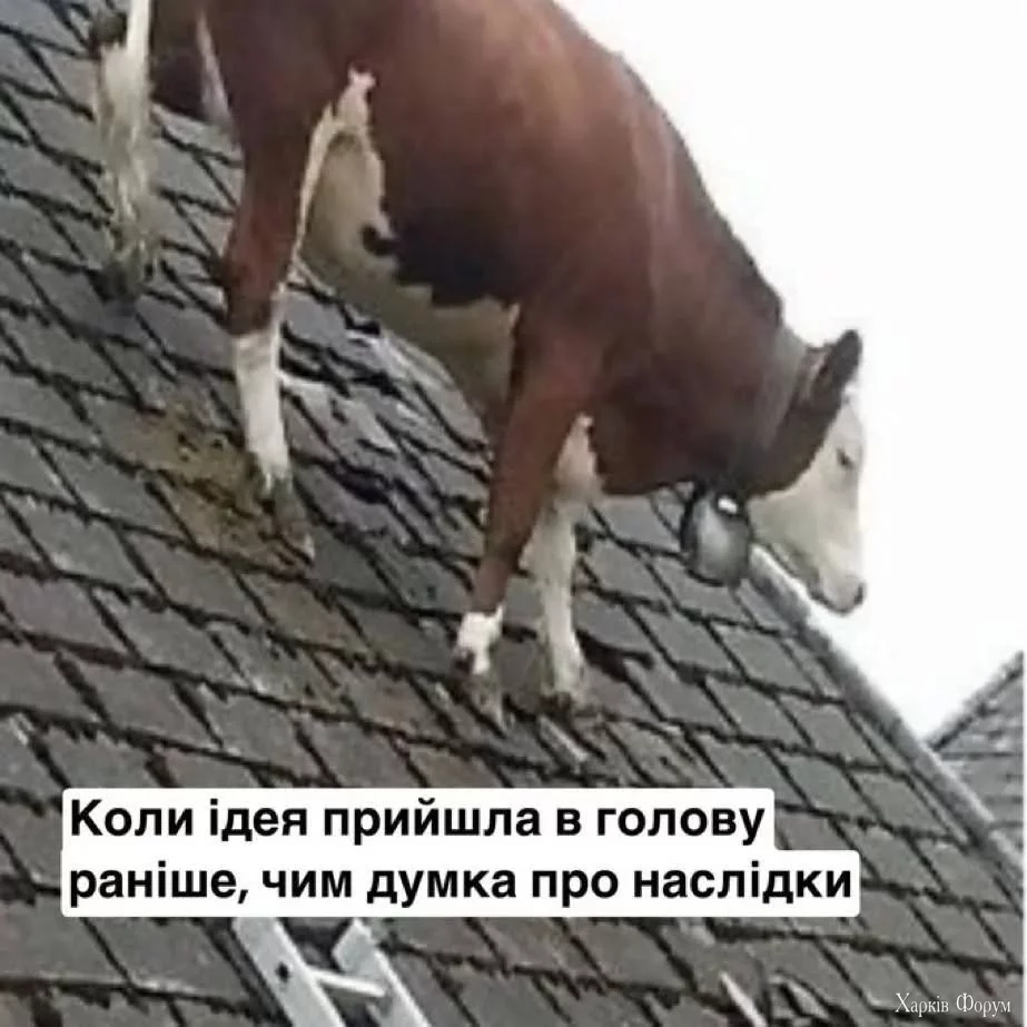 2BrgeFGQZQV1Jp0oAOmGBbXB9fVf71xHFh.webp