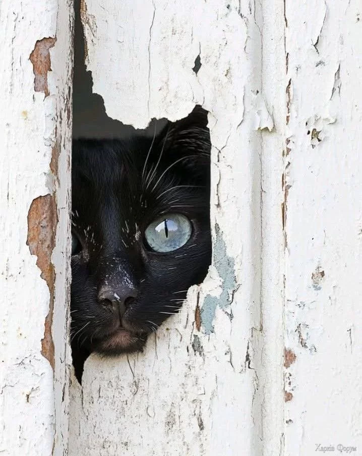 котэ