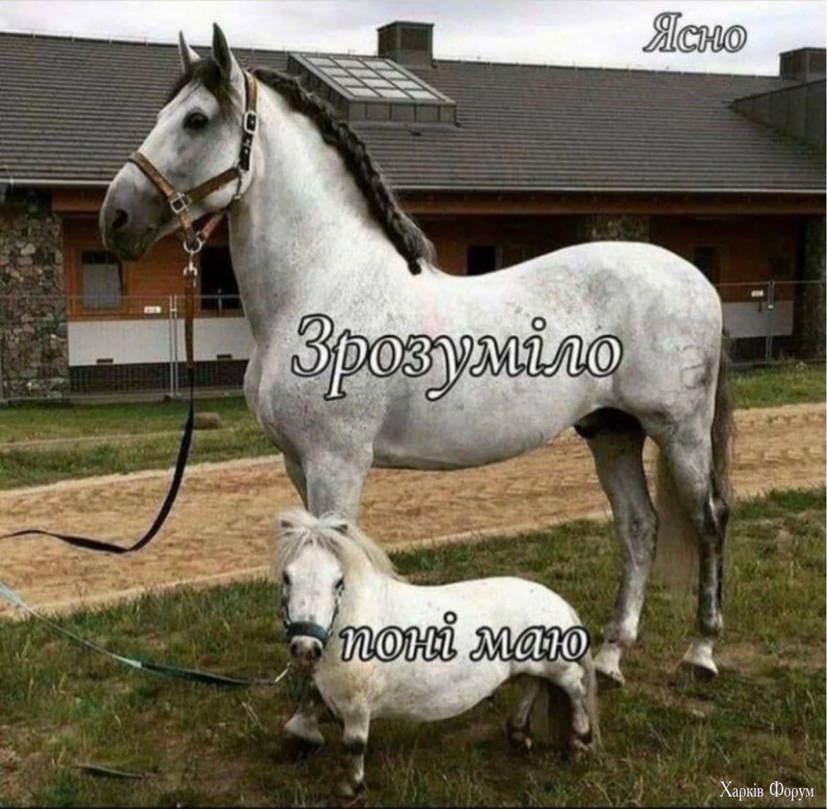 поні маю