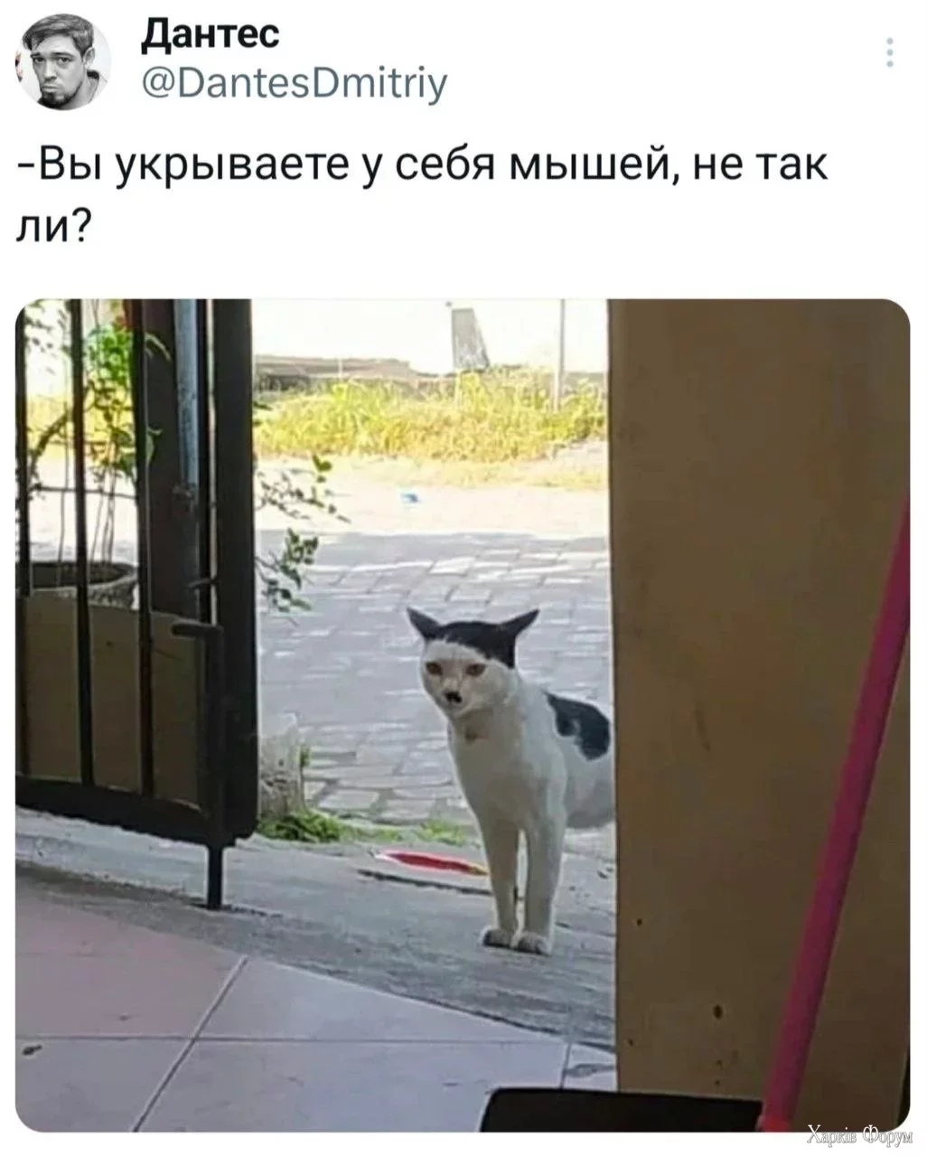 кот гитлера