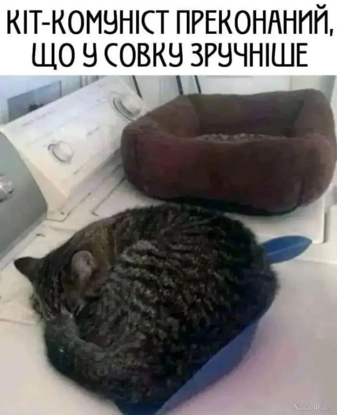 кот коммунист